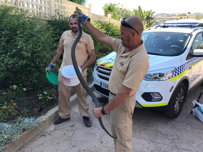Málaga.- Sucesos.- Capturan una serpiente adulta de tres metros cerca de un parque infantil en Torrox