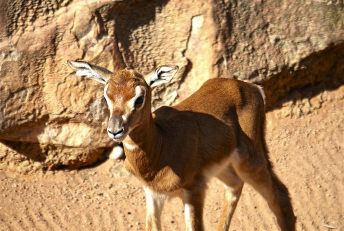NACIMIENTO EN DIRECTO EN BIOPARC VALENCIA DE UNA GACELA MHORR, ESPECIE EXTINTA EN LA NATURALEZA
