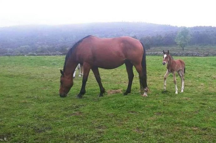 Investigan a un cántabro por el robo de una yegua y un potro en Burgos