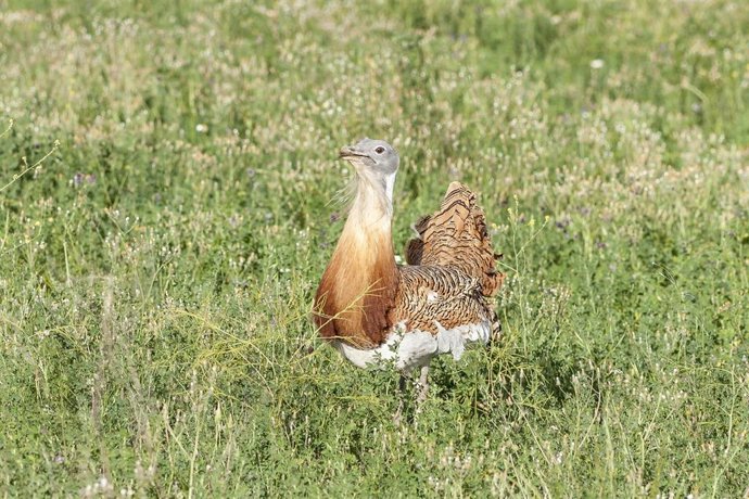 La población de avutarda de CyL crece un 12,5 por ciento en los diez últimos años
