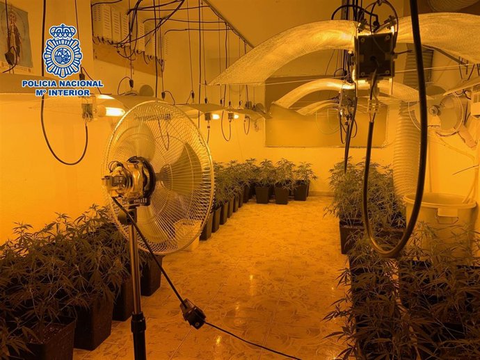 Málaga.- Sucesos.- Detienen al responsable de un laboratorio de cannabis y se incautan de 300 plantas de marihuana