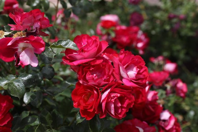Una rosa alemana gana el concurso internacional 'Villa de Madrid', al que se han presentado 82 variedades inéditas