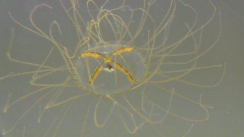 Brotes de pequeñas medusas venenosas se extienden por el mundo