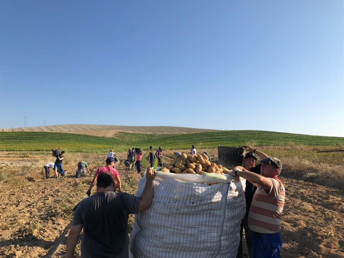 Recogida de patata
