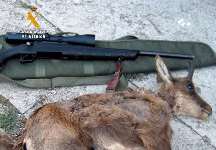 La Guardia Civil investiga a cuatro furtivos por cazar dos rebecos en el Parque Nacional de Picos de Europa