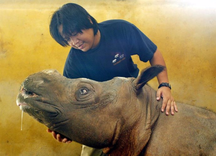 Malasia.- Muere el último rinoceronte de Sumatra macho de Malasia