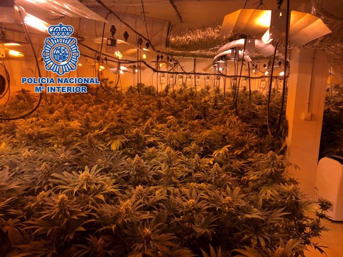 Granada.- Sucesos.- Dos detenidos y 742 plantas de marihuana incautadas en una operación antidroga en Dúrcal