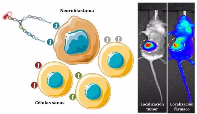 Investigadores españoles diseñan unas moléculas sintéticas que pueden dirigir fármacos al neuroblastoma