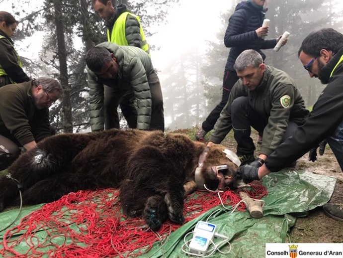 Capturan un oso macho de 120 kilos en la Val d'Aran para ponerle un chip