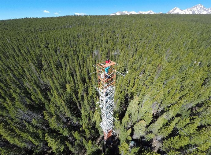 Un 'resplandor' del bosque revela el despertar de la hibernación