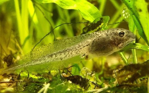 La contaminación lumínica es dañina para los anfibios