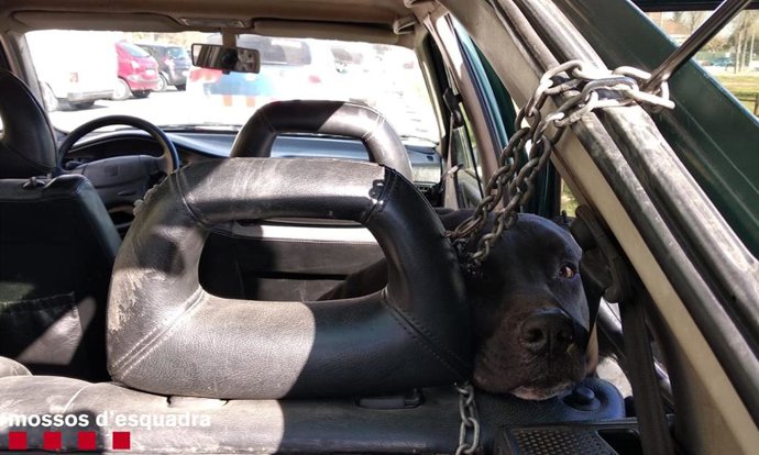 Sucesos.- Denunciado por maltratar y abandonar en un coche a tres perros en Tarragona