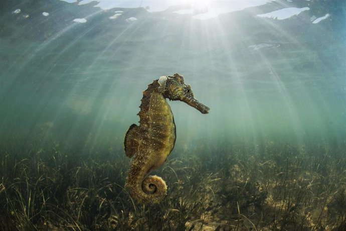 Medio Ambiente edita un libro de fotografía que refleja la riqueza de la fauna y flora submarinas del Mar Menor