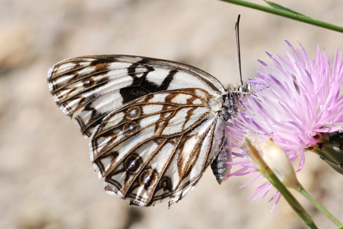 La sequía es la principal causa del descenso de pájaros y mariposas en el Mediterráneo