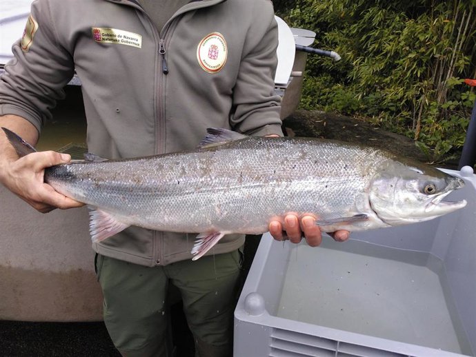 Apadrinado el primer salmón del Bidasoa