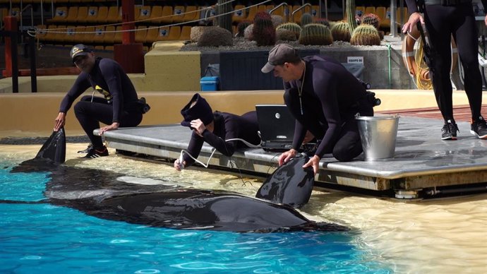 COMUNICADO: Loro Parque permite a científicos demostrar que la contaminación marina provocaría infertilidad en orcas