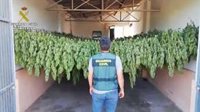 Dos detenidos por un cultivo de 1.200 plantas de marihuana en un invernadero de El Cuervo (Sevilla)