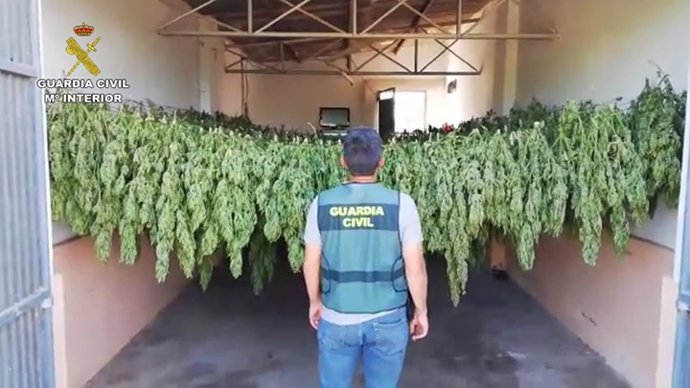 Sevilla.- Sucesos.- Detenidas dos personas por un cultivo de 1.200 plantas de marihuana en un invernadero de El Cuervo