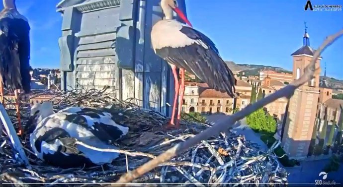 SEO/BirdLife seguirá los viajes de un pollo de cigüeña nacido en Alcalá de Henares (Madrid)
