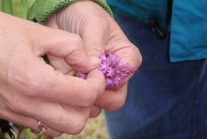Diputación de Álava y Aranzadi organizan este fin de semana un muestreo para inventariar la fauna y flora de Valderejo