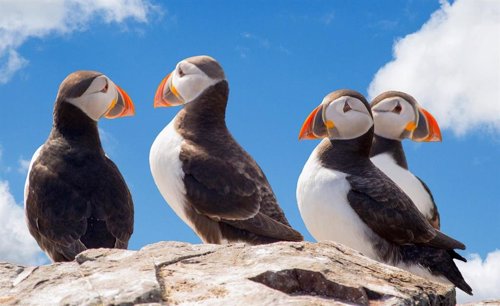 El cambio climático acaba con los frailecillos en el Mar de Bering