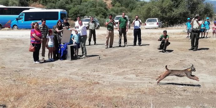 Córdoba.- La Junta libera un ejemplar de lince ibérico en el área de reintroducción del Guadalmellato