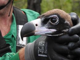 Nacen diez buitres negros en la Reserva Nacional de Caza de Boumort (Lleida) este año