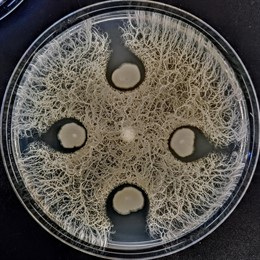 Descubiertos nuevos microorganismos en los suelos de Cantabria frente a bacterias superresistentes a antibióticos