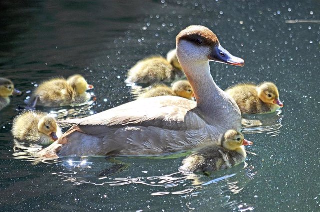 Una nidada de cigüeñas de abdim, pollitos de "pato colorado" y un blesbok entre las nuevas crías nacidas estos días.