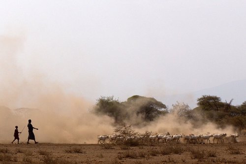 El pastoreo, fuente de producción de alimentos más antigua en África