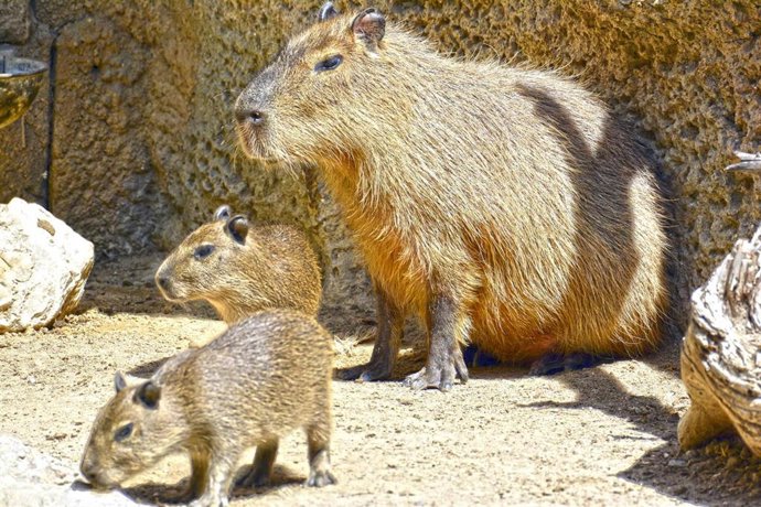 Alicante.- Nacen dos capibaras en Terra Natura Benidorm de la pareja que llegó de Múnich en 2015