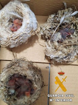 Almería.-Sucesos.-Investigadas cuatro personas en Tabernas por capturar crías de aves y huevos sin eclosionar