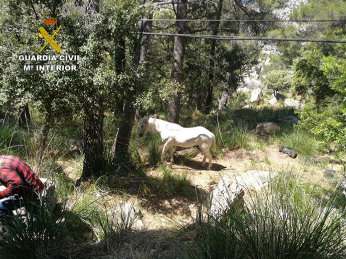 La Guardia Civil localiza un caballo que se hallaba atrapado en el torrent des Horts