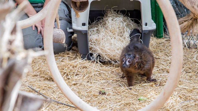 Oasis WildLife Fuerteventura incorpora tres nuevas especies de mamíferos en mayo