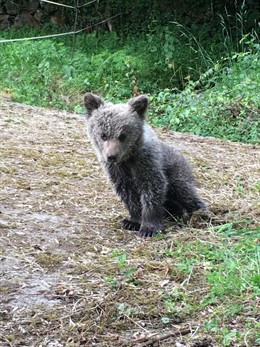 Localizada una cría de oso pardo en buen estado en el municipio asturiano de Santo Adriano
