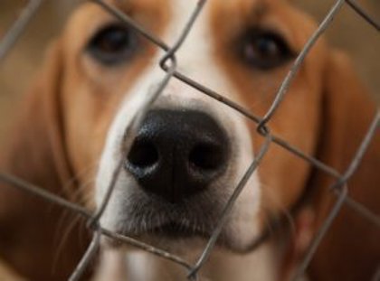 Asociaciones animalistas se oponen a devolver 192 perros a un criadero  denunciado por maltrato animal