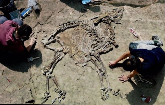 Troben un nou esquelet de bvid de fa 3,1 milions d'anys a Caldes de Malavella