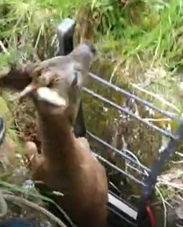 Agentes del Medio Natural rescatan a un corzo que quedó atrapado en una fosa de Ribadesella