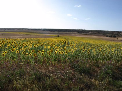 El I Congreso Técnico Nacional del Girasol abordará en Córdoba el desarrollo  del girasol alto oleico