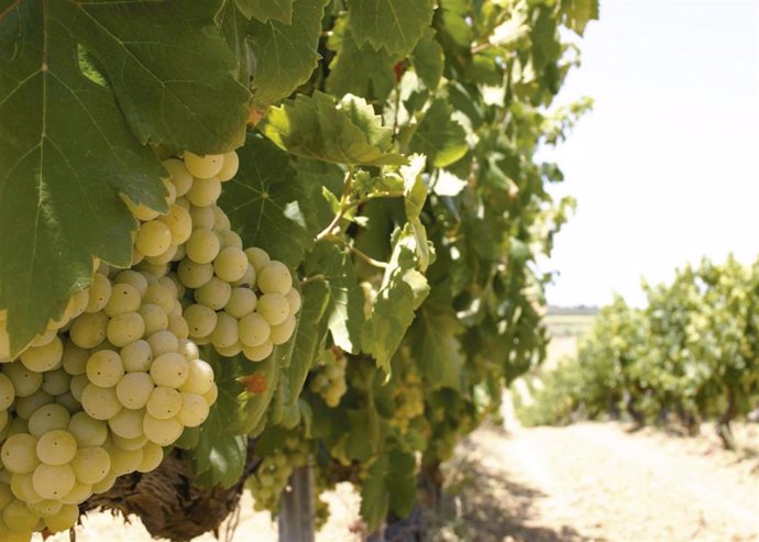 Huelva.- El Plan Estratégico provincial apuesta por el impulso al sector vitivinícola