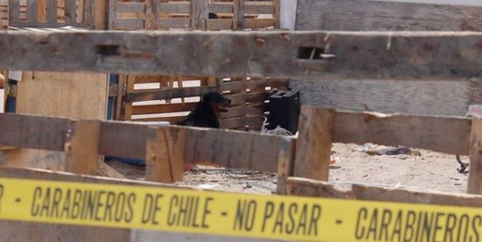 Muere un niño de tres años al ser atacado por dos perros en Chile