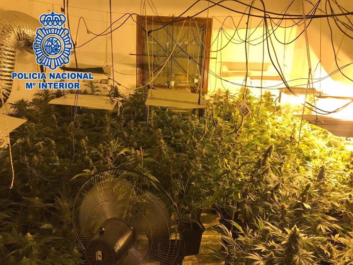 Almería.-Sucesos.-Detenidas dos personas tras la intervención de 239 plantas de marihuana en un cortijo de Almería