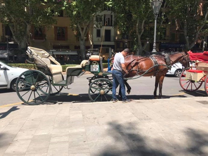 Actúa critica las condiciones "vergonzosas" que sufren los caballos de las galeras de Palma