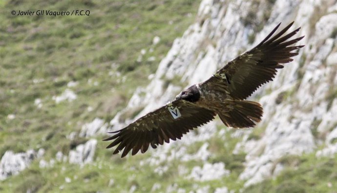 Tres ejemplares de quebrantahuesos llegan al Parque Nacional de los Picos de Europa