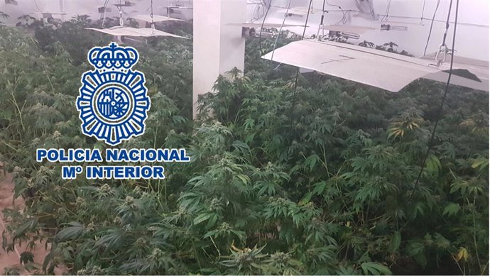 Málaga.- Sucesos.- Desmantelado un cultivo de marihuana con 306 plantas en un chalé y detenido un matrimonio