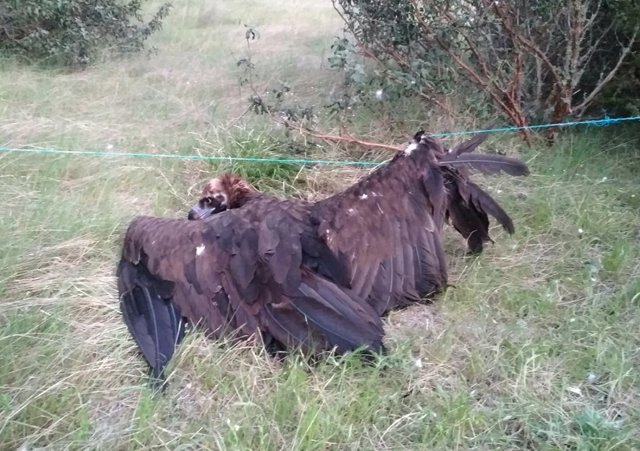 La Junta recupera una cría de buitre negro herida recogida en Casarejos (Soria)