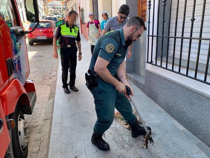 Sucesos.- La Guardia Civil una culebra de más de metro y medio en un canalón de una vivienda en Hornachos