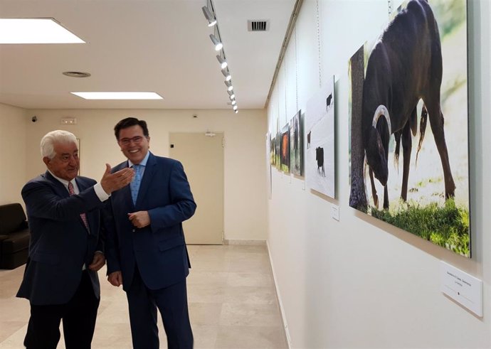 La exposición 'Toro. El toro en Castilla y León' arranca en Salamanca su recorrido por la Comunidad