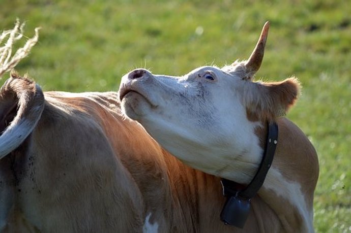 El extraño caso de la 'vaca loca' confirmado en Brasil