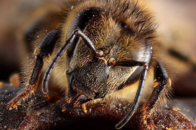 Las abejas son capaces de relacionar símbolos y números